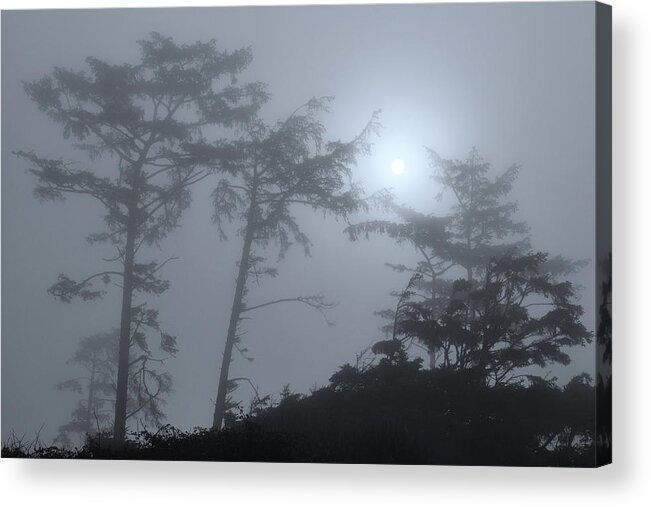  Acrylic Print featuring the photograph Coastal Tree Series 2 of 7 by Scenic Edge Photography