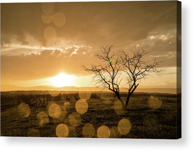Sunset Acrylic Print featuring the photograph Tree Sunset by Wesley Aston