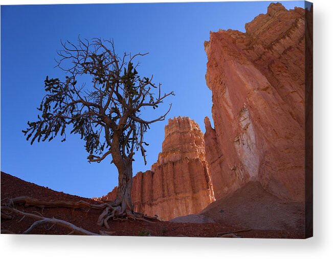 Desert Acrylic Print featuring the photograph Tree Tower by Ivan Franklin