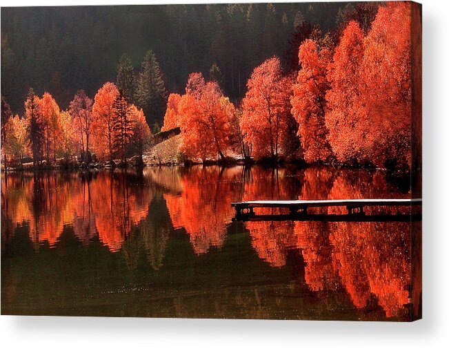 Autumn Acrylic Print featuring the photograph Trees Facing Trees by Philippe Sainte-Laudy