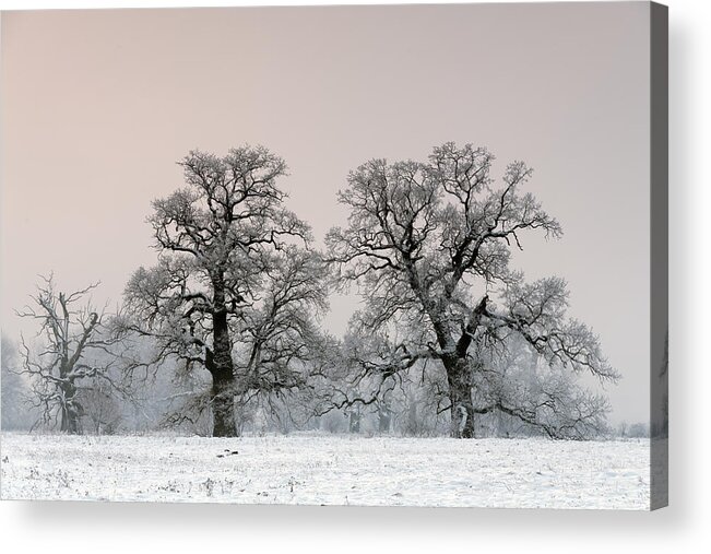 Alone Acrylic Print featuring the photograph Trees In The Fog On A Winter Morning. Landscape On A Frosty Morning. by Robert P?ciennik