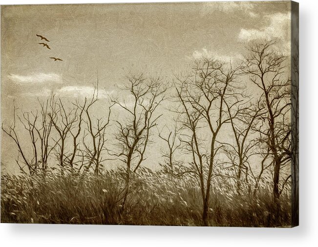 Trees Acrylic Print featuring the photograph Treescape In Sepia by Cathy Kovarik