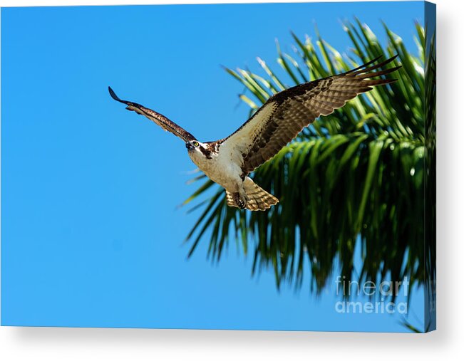Bird Acrylic Print featuring the photograph Tropical Flight by Quinn Sedam