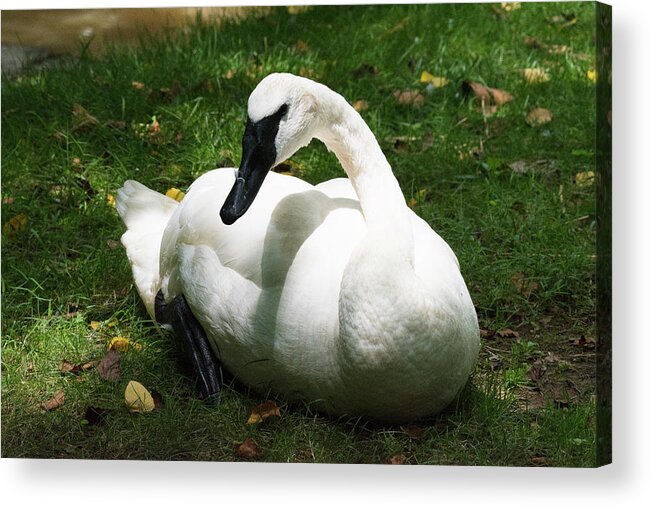Trumpeter Swan Cz 17 Acrylic Print featuring the photograph Trumpeter Swan Cz 17 by Robert Michaud