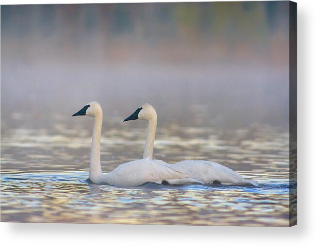 00557670 Acrylic Print featuring the photograph Trumpeter Swans, Magness Lake, Arkansas by Tim Fitzharris