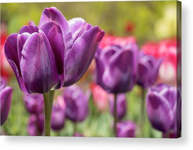 Flower Acrylic Print featuring the photograph Tulip Passionale by Dawn Cavalieri