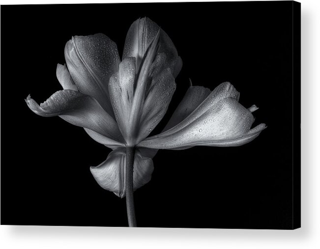 Tulipaexoticemperor Acrylic Print featuring the photograph Tulipa Exotic Emperor by Penny Myles