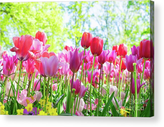 Tulips Acrylic Print featuring the photograph Tulips Pink Growth by Anastasy Yarmolovich