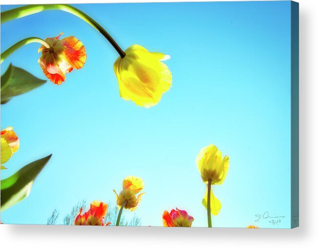 Evie Acrylic Print featuring the photograph Tulips Holland Michigan 17 by Evie Carrier