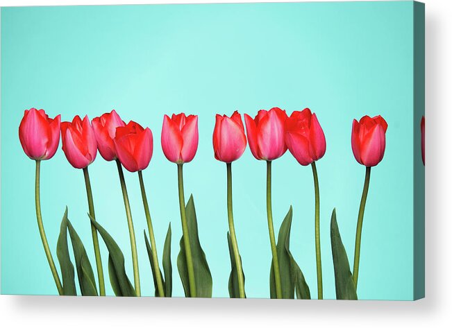 In A Row Acrylic Print featuring the photograph Tulips On Blue by Joelena