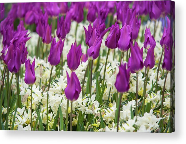 Jenny Rainbow Fine Art Photography Acrylic Print featuring the photograph Tulips Purple Dream with White Daffodils 1 by Jenny Rainbow