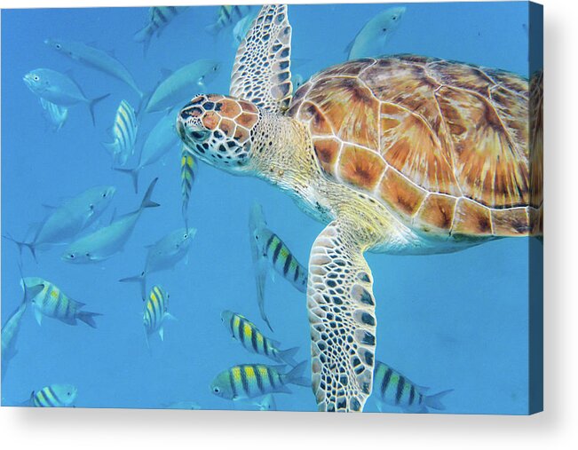 Turtle Acrylic Print featuring the photograph Turtle and fish by Mark Hunter