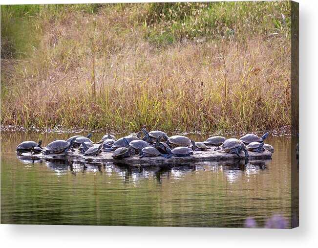 Turtle Acrylic Print featuring the photograph Turtle Rock by David Wagenblatt