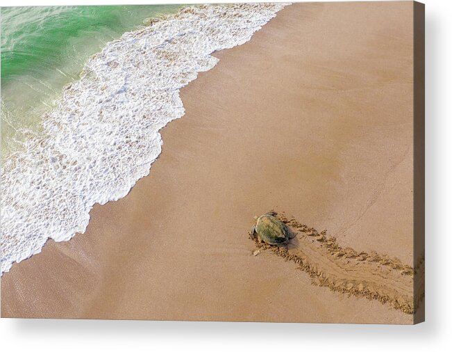 Turtle Acrylic Print featuring the photograph Turtle Season by Haitham Al Farsi