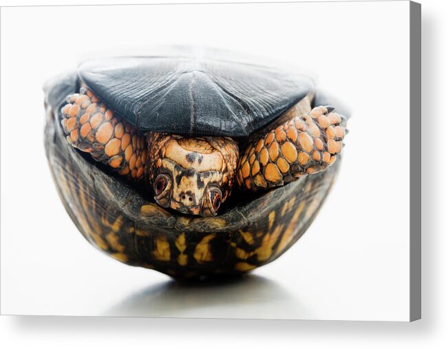 Pets Acrylic Print featuring the photograph Turtle Terrapene Carolina Carolina by Jose Luis Pelaez
