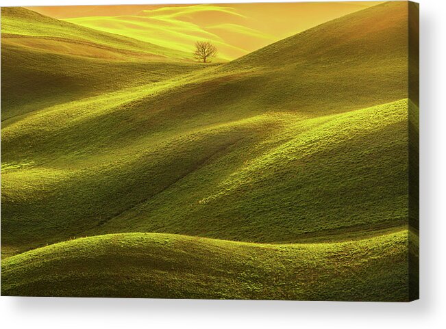 Tuscany Acrylic Print featuring the photograph Lonely Tree in the Light by Stefano Orazzini