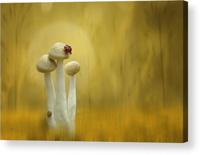 Mushroom Acrylic Print featuring the photograph Twilight by Edy Pamungkas