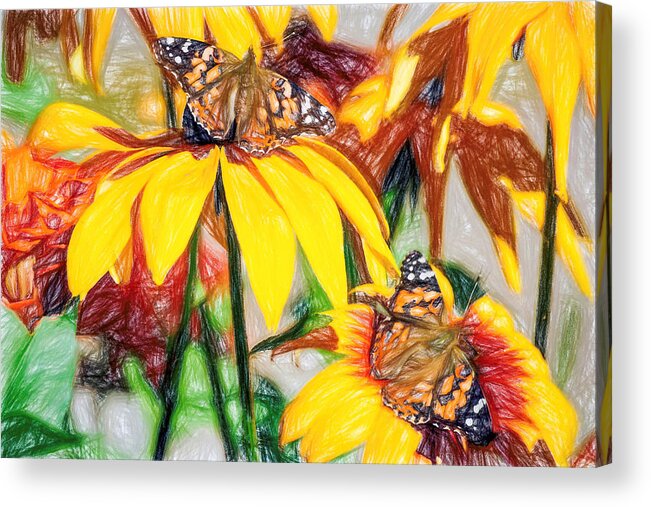 Cosmopolitan Acrylic Print featuring the photograph Twin Painted Lady Butterflies Pencil by Don Northup