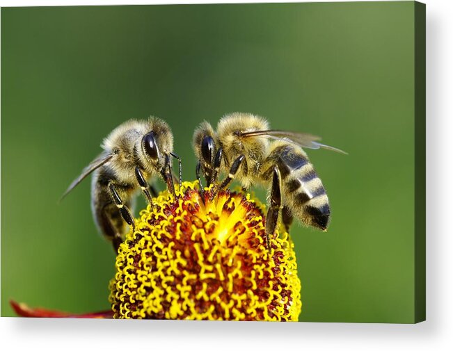 Flowerbed Acrylic Print featuring the photograph Two Bees On A Flower by Schnuddel