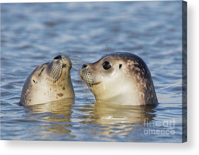 Two Acrylic Print featuring the photograph Two Common Seals by Arterra Picture Library