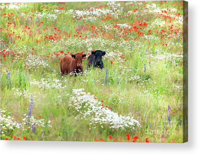 Cows Acrylic Print featuring the photograph Two Norfolk cows in wild flower meadow by Simon Bratt