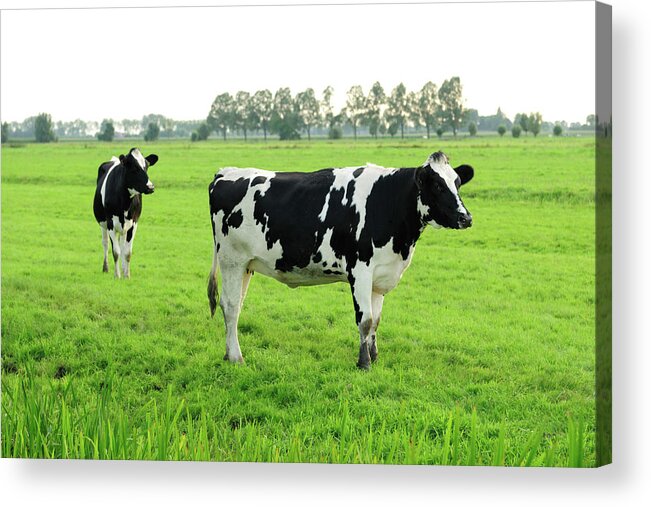 Grass Acrylic Print featuring the photograph Two Holstein Cows In A Meadow by Vliet