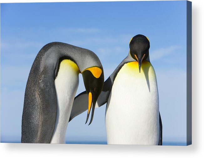 Animals Mating Acrylic Print featuring the photograph Two King Penguins Aptenodytes by Eastcott Momatiuk