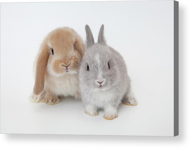 Pets Acrylic Print featuring the photograph Two Rabbits.netherland Dwarf And by Yasuhide Fumoto