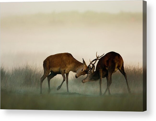 Rutting Acrylic Print featuring the photograph Two Red Deer Fighting In The Fog by Damiankuzdak