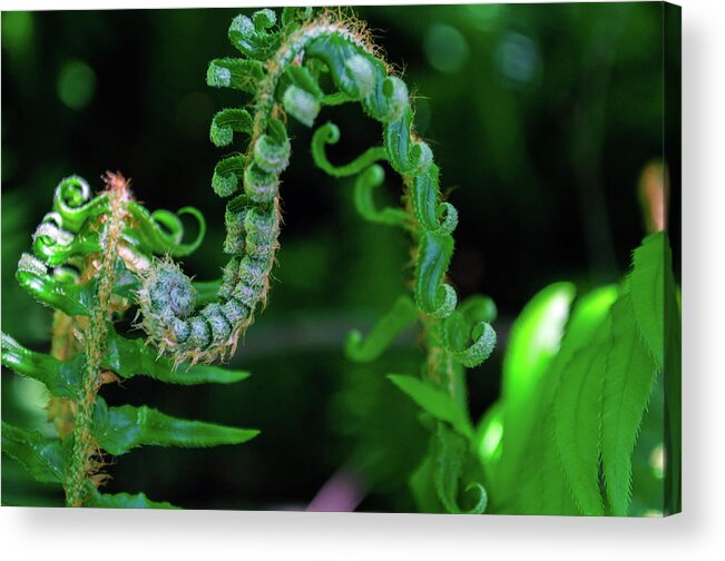 Plant Acrylic Print featuring the photograph Uncurling Frond by Tikvah's Hope