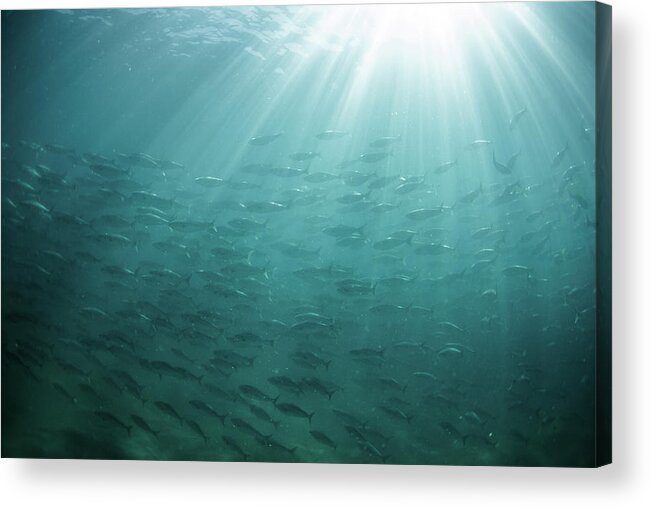 Freedom Acrylic Print featuring the photograph Underwater Light by Mark Tipple