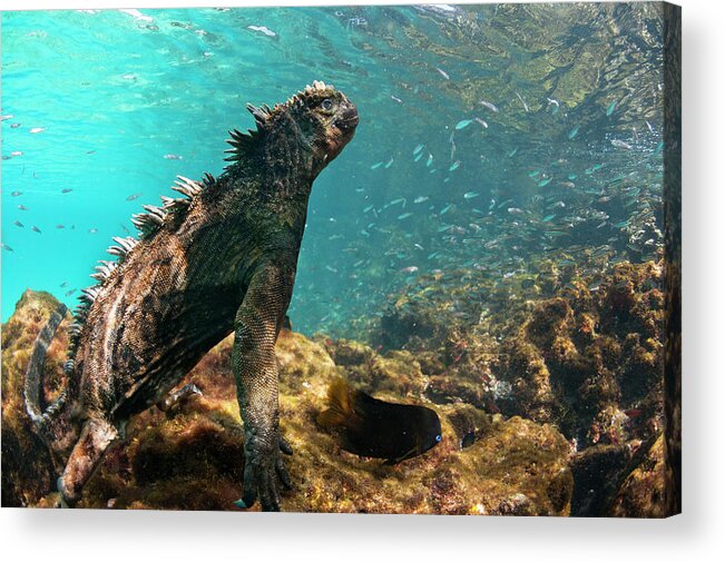 Animals Acrylic Print featuring the photograph Underwater Marine Iguana by Tui De Roy