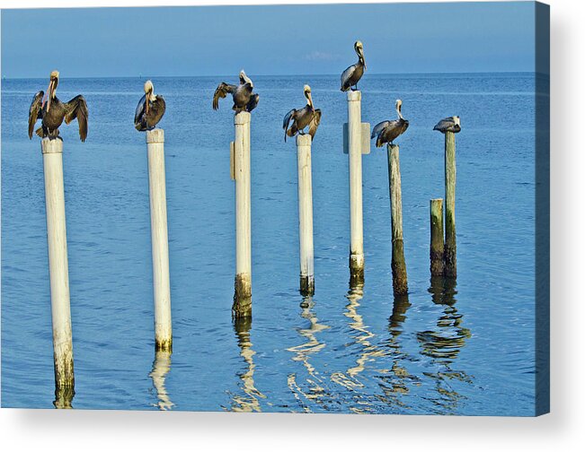 Bernard Friel Acrylic Print featuring the photograph USA, Florida, Cedar Key, Brown Pelicans by Bernard Friel
