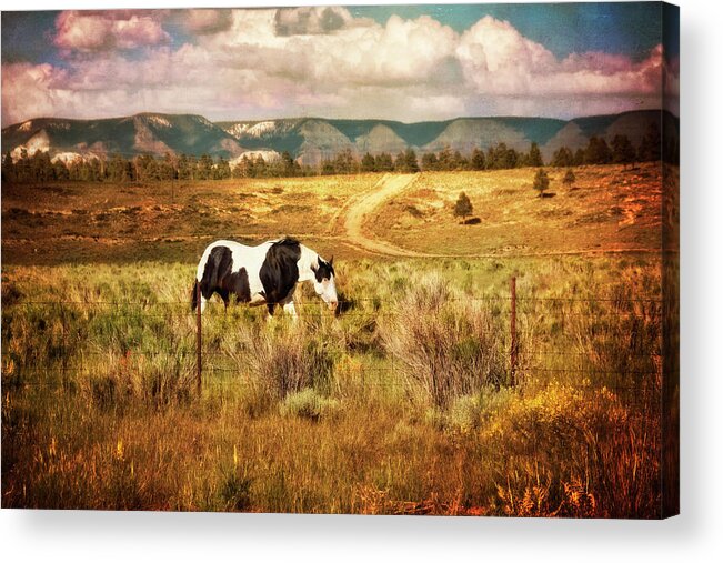 Utah Painted Pony Acrylic Print featuring the photograph Utah Painted Pony by Tammy Wetzel