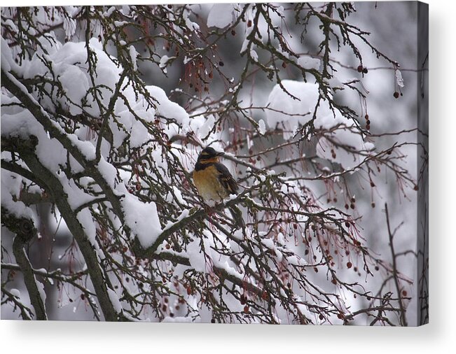 Varied Thrush Acrylic Print featuring the photograph Varied Thrush by Jean Evans