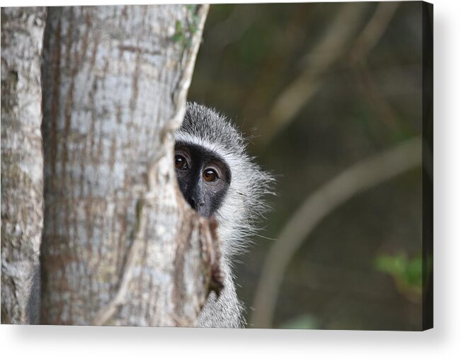 Vervet Acrylic Print featuring the photograph Vervet Monkey, South Africa by Ben Foster