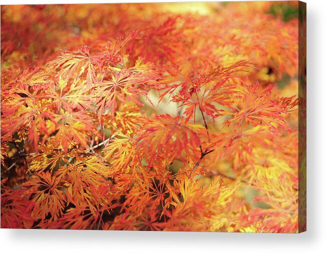 Jenny Rainbow Fine Art Photography Acrylic Print featuring the photograph Vibrant Glimpses Of Autumn. Acer Palmatum Filigree 1 by Jenny Rainbow