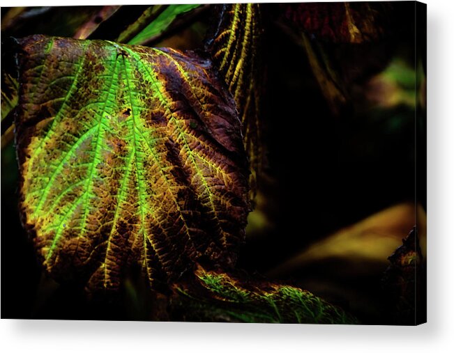 Tree Acrylic Print featuring the photograph Vivid Veins of Green by Christopher Maxum