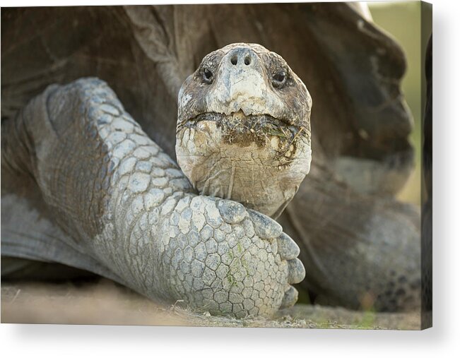 Animals Acrylic Print featuring the photograph Volcan Alcedo Tortoise Up Close by Tui De Roy