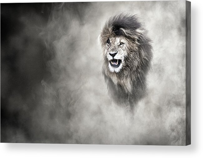 Lion Acrylic Print featuring the photograph Vulnerable African Lion In The Dust by Good Focused