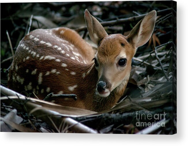 Fawn Acrylic Print featuring the photograph Waiting for Mama by Jane Axman