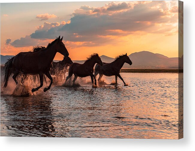 Horse Acrylic Print featuring the photograph Water Horses by Barkan Tekdogan