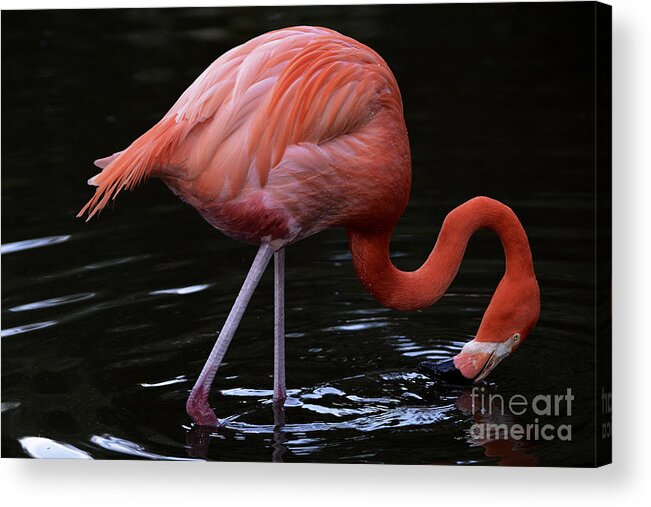 Flamingo Acrylic Print featuring the photograph Water Hug by Lorenzo Cassina