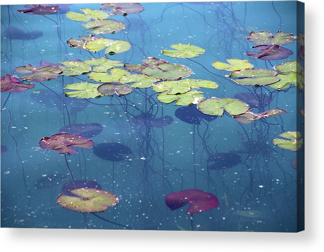 Shadow Acrylic Print featuring the photograph Water Lillies Leaves by Suzyco
