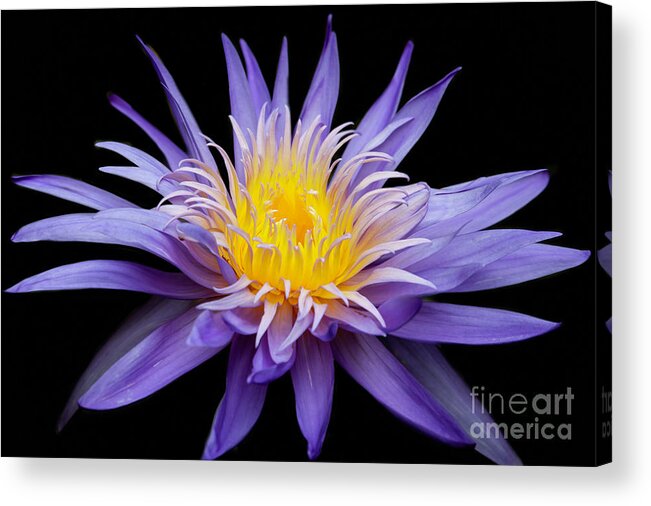 Spring Acrylic Print featuring the photograph Water Lily Spiky and Purple by Sabrina L Ryan