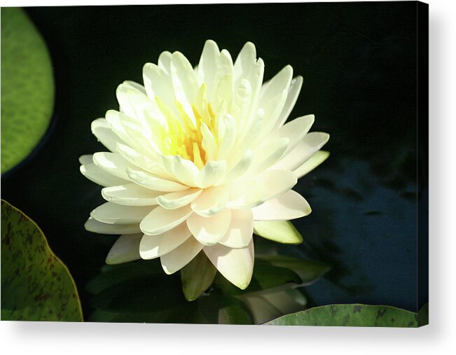 Flower Acrylic Print featuring the photograph Water Lily by Steve Karol