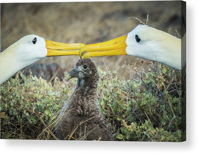 Albatross Acrylic Print featuring the photograph Waved Albatrosses Billing Near Chick by Tui De Roy
