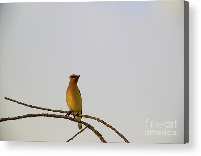 Bird Acrylic Print featuring the photograph Wax wing posing by Jeff Swan