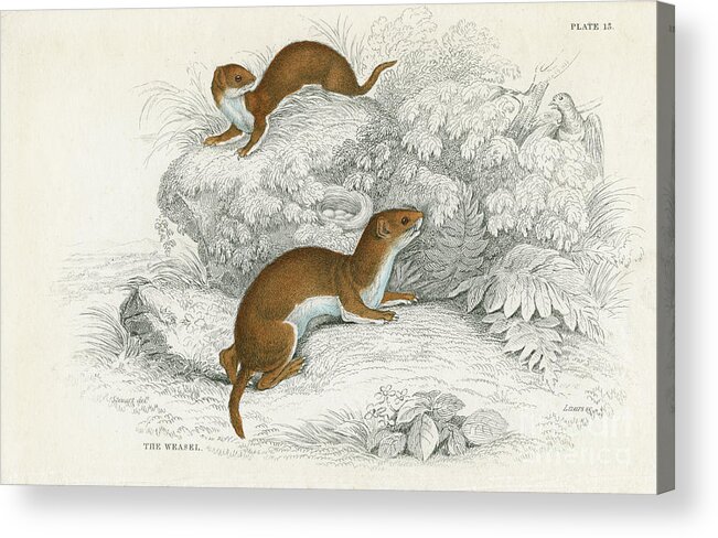 Engraving Acrylic Print featuring the drawing Weasel Putorius Nivalismustela by Print Collector