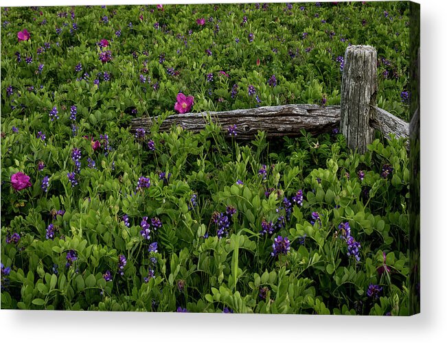 Wood Acrylic Print featuring the photograph Weathered Fence by Vicky Edgerly